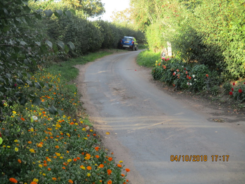road flowers